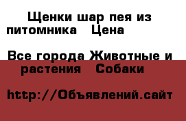 Щенки шар-пея из питомника › Цена ­ 15 000 - Все города Животные и растения » Собаки   